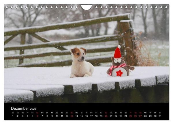 Produktbild: The Bravehearts und Freunde - Parson Russells (Wandkalender 2026 DIN A4 quer), CALVENDO Monatskalender