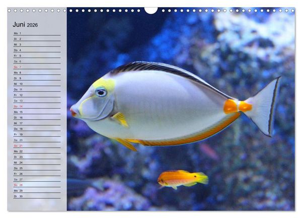 Produktbild: Paradiese im ewigen Blau. Die bunte Unterwasserwelt (Wandkalender 2026 DIN A3 quer), CALVENDO Monatskalender