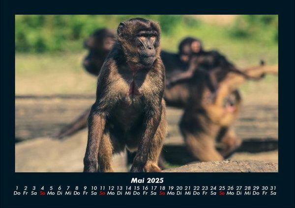 Produktbild: Der Tierkalender 2025 Fotokalender DIN A4