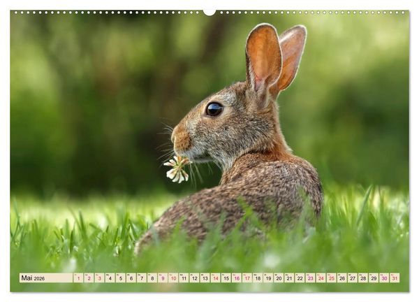 Produktbild: Feldhasen und Kaninchen (Wandkalender 2026 DIN A2 quer), CALVENDO Monatskalender