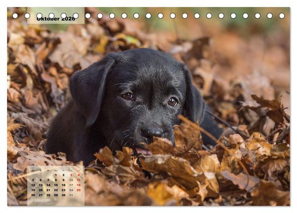 Produktbild: Welpenspa&szlig; (Tischkalender 2026 DIN A5 quer), CALVENDO Monatskalender