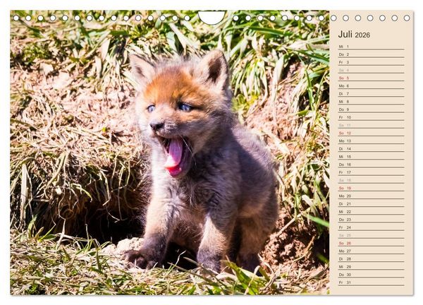 Produktbild: Verspielte Fuchswelpen - Allein zu Haus' (Wandkalender 2026 DIN A4 quer), CALVENDO Monatskalender