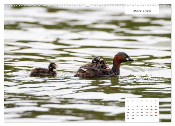 Produktbild: Zwei Tierfotografen Zw&ouml;lf Highlights (Wandkalender 2026 DIN A2 quer), CALVENDO Monatskalender