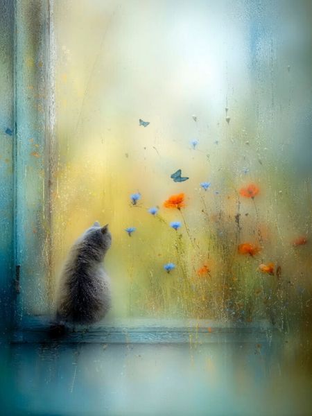 CALVENDO Puzzle Die Katze auf der Fensterbank - kaum sichtbar, ganz da | 1000 Teile Lege-Größe 64x48cm Foto-Puzzle für glückliche Stunden, Sonstige
