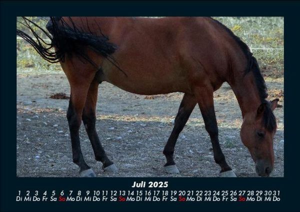 Produktbild: Pferde Kalender 2025 Fotokalender DIN A5