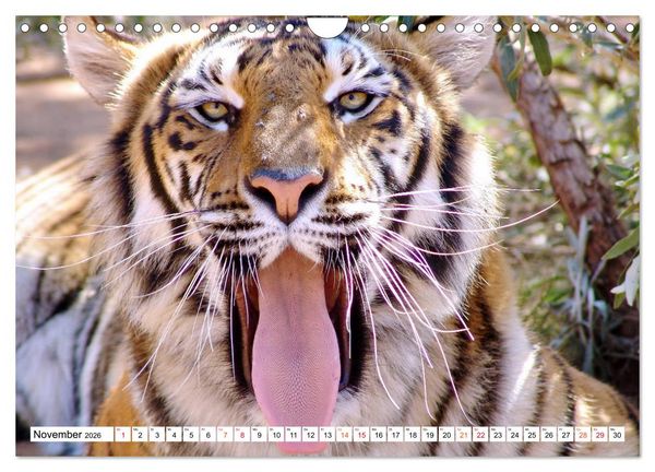 Produktbild: TIGER IMPRESSIONEN Gestreifte Seltenheit auf unserer Erde (Wandkalender 2026 DIN A4 quer), CALVENDO Monatskalender