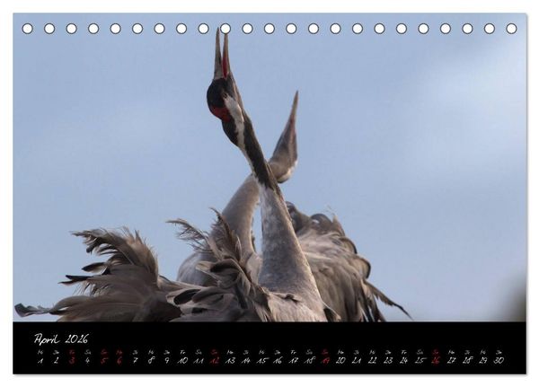 Produktbild: Kraniche - V&ouml;gel des Gl&uuml;cks (Tischkalender 2026 DIN A5 quer), CALVENDO Monatskalender