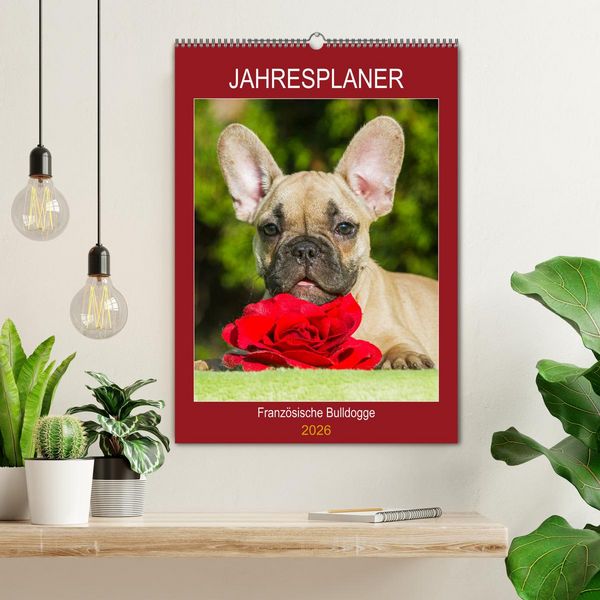 Produktbild: Jahresplaner Franz&ouml;sische Bulldogge (Wandkalender 2026 DIN A2 hoch), CALVENDO Monatskalender