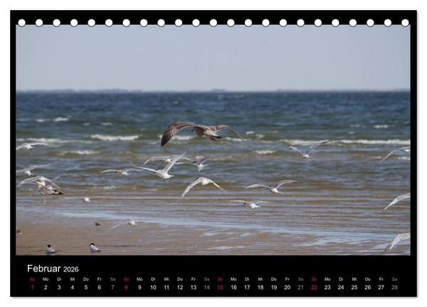 Produktbild: Texel, eine Perle Hollands (Tischkalender 2026 DIN A5 quer), CALVENDO Monatskalender