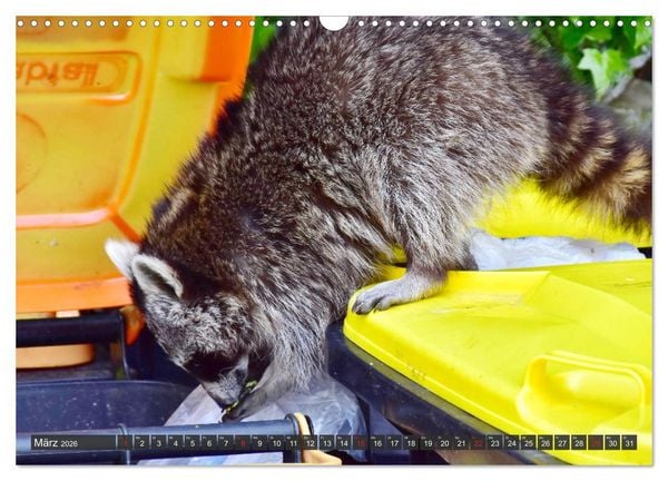 Produktbild: Besuch vom Waschb&auml;r (Wandkalender 2026 DIN A3 quer), CALVENDO Monatskalender