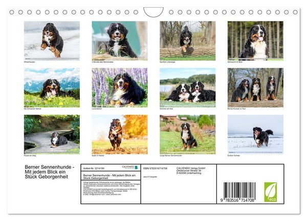 Produktbild: Berner Sennenhunde - Mit jedem Blick ein St&uuml;ck Geborgenheit (Wandkalender 2026 DIN A4 quer), CALVENDO Monatskalender