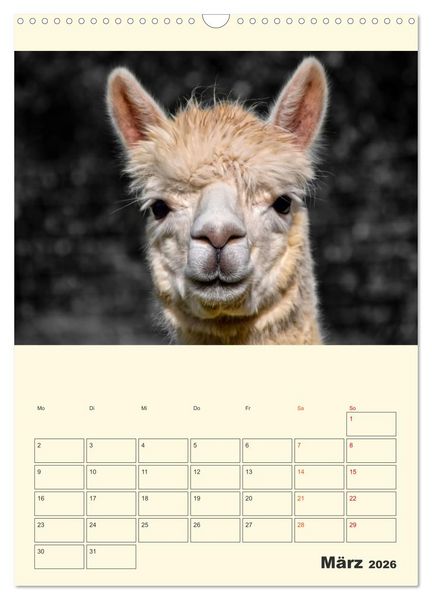 Produktbild: Putzige Alpakas (Wandkalender 2026 DIN A3 hoch), CALVENDO Monatskalender