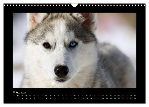 Produktbild: Huskys im Schnee (Wandkalender 2026 DIN A3 quer), CALVENDO Monatskalender