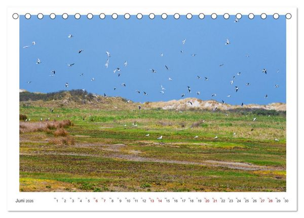 Produktbild: Buntes und bl&uuml;hendes Borkum (Tischkalender 2026 DIN A5 quer), CALVENDO Monatskalender