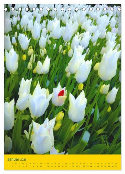Produktbild: Tulpen. Bunter Fr&uuml;hling (Tischkalender 2026 DIN A5 hoch), CALVENDO Monatskalender
