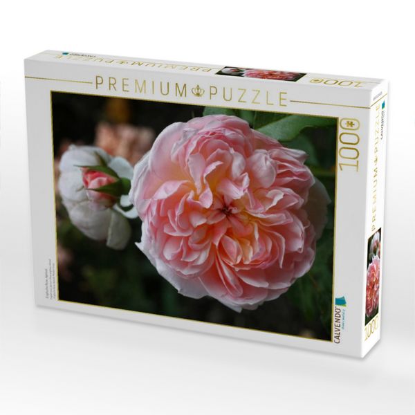 Produktbild: CALVENDO Puzzle Englische Rose, Apricot | 1000 Teile Lege-Gr&ouml;&szlig;e 64x48cm Foto-Puzzle f&uuml;r gl&uuml;ckliche Stunden