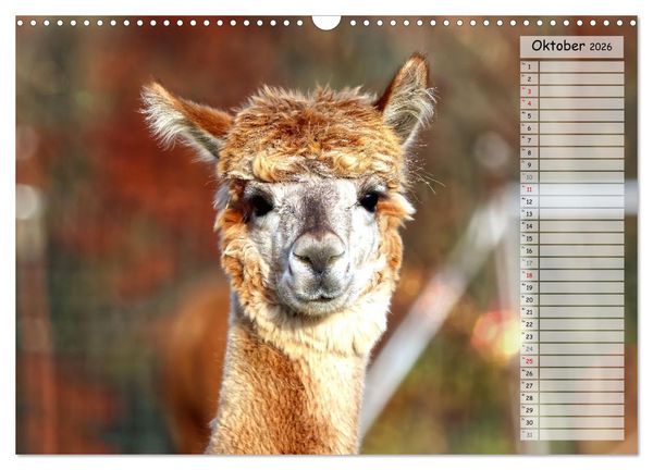 Produktbild: Alpaka, coole Typen mit wilden Frisuren (Wandkalender 2026 DIN A3 quer), CALVENDO Monatskalender