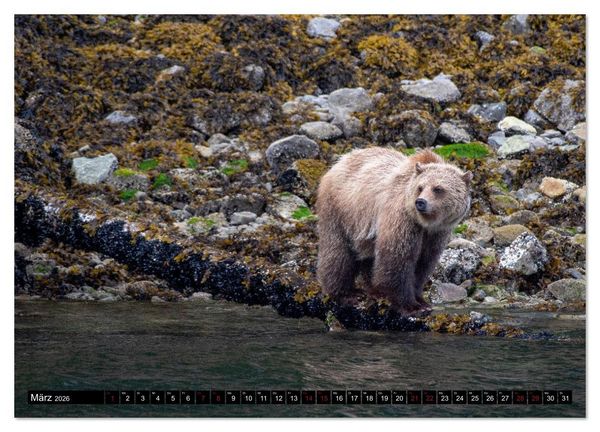 Produktbild: Grizzlys und Geisterb&auml;ren - Glendale Cove, Kanada (hochwertiger Premium Wandkalender 2026 DIN A2 quer), Kunstdruck in Hochglanz