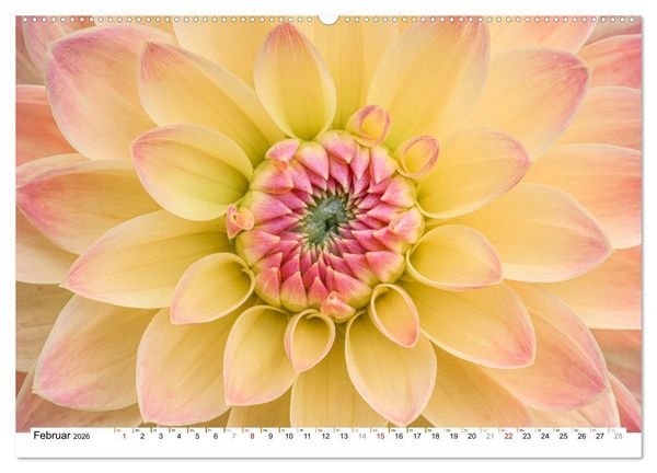 Produktbild: Dahlien-Kronen (Wandkalender 2026 DIN A2 quer), CALVENDO Monatskalender