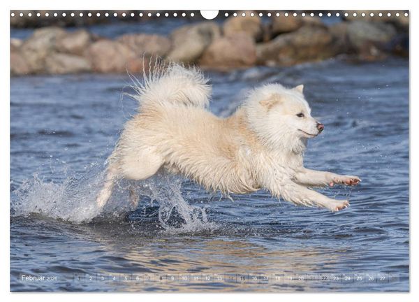 Produktbild: Mit Hunden an den Str&auml;nden von Nord- und Ostsee (Wandkalender 2026 DIN A3 quer), CALVENDO Monatskalender