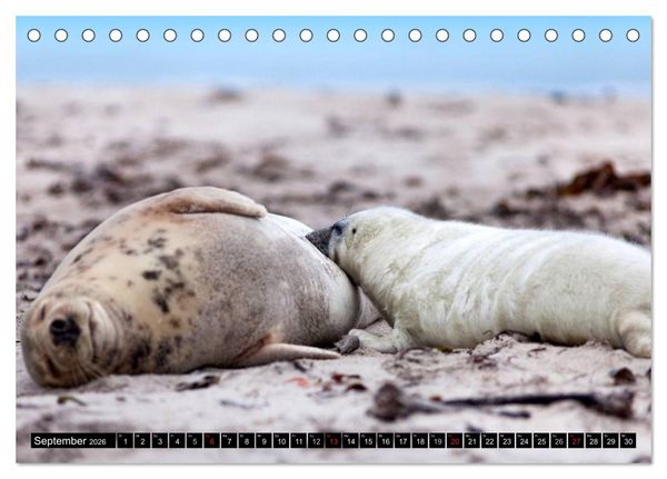 Produktbild: Robbenbabys (Tischkalender 2026 DIN A5 quer), CALVENDO Monatskalender