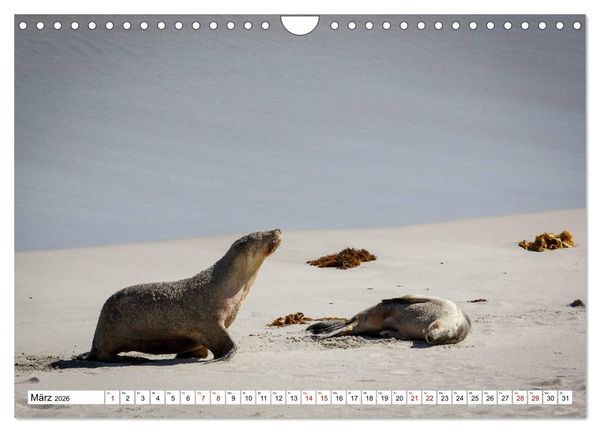 Produktbild: Wildlife Australien (Wandkalender 2026 DIN A4 quer), CALVENDO Monatskalender