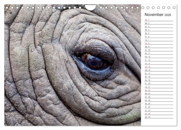 Produktbild: Emotionale Momente: Nash&ouml;rner (Wandkalender 2026 DIN A4 quer), CALVENDO Monatskalender