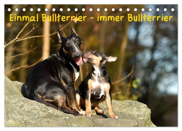 Produktbild: Einmal Bullterrier - immer Bullterrier (Tischkalender 2026 DIN A5 quer), CALVENDO Monatskalender