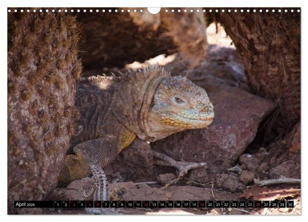 Produktbild: Leguane auf Galapagos (Wandkalender 2026 DIN A3 quer), CALVENDO Monatskalender