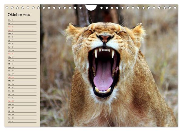 Produktbild: L&ouml;wen. Majest&auml;tische Kraft (Wandkalender 2026 DIN A4 quer), CALVENDO Monatskalender