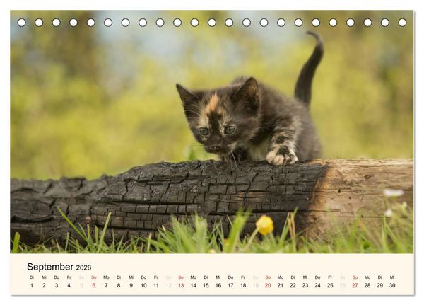 Produktbild: S&uuml;&szlig;e Stubentiger - Katzenkinder (Tischkalender 2026 DIN A5 quer), CALVENDO Monatskalender