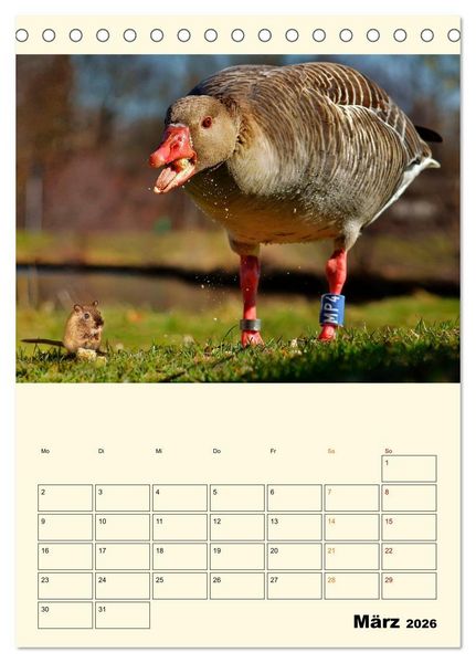 Produktbild: Lustig verr&uuml;ckt - der Tierkalender (Tischkalender 2026 DIN A5 hoch), CALVENDO Monatskalender