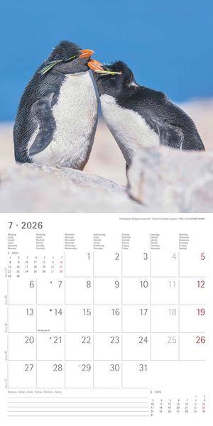 Pinguine 2026 - Broschürenkalender 30x30 cm (30x60 geöffnet) - Kalender mit Platz für Notizen - Penguins - Bildkalender - Wandplaner - Wandkalender