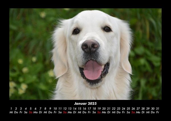 Produktbild: Der Hundekalender 2025 Fotokalender DIN A3