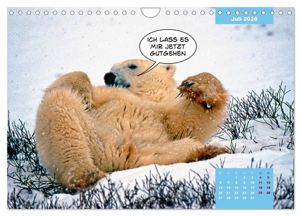 Produktbild: Lustige Eisb&auml;ren (Wandkalender 2026 DIN A4 quer), CALVENDO Monatskalender