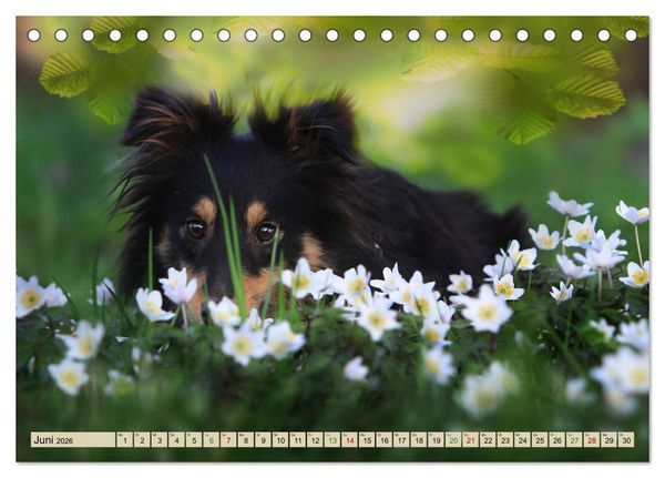 Produktbild: SHELTIES Liebe auf 4 Pfoten (Tischkalender 2026 DIN A5 quer), CALVENDO Monatskalender