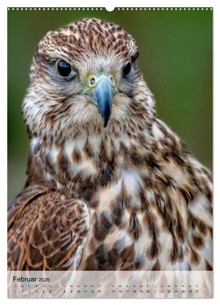 Produktbild: V&ouml;gel - gefiederte Freunde in unserer Natur (Wandkalender 2026 DIN A2 hoch), CALVENDO Monatskalender