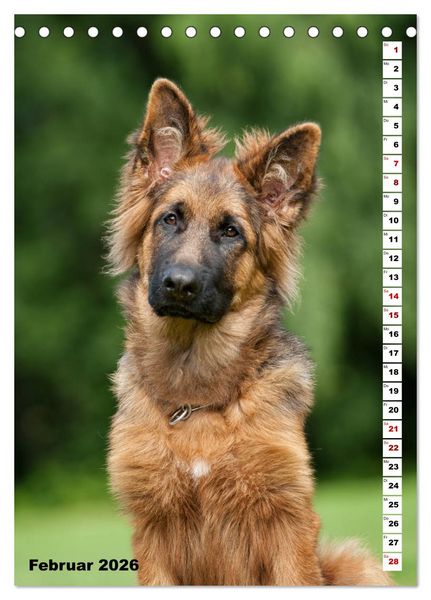 Produktbild: Sch&auml;ferhunde Langstockhaar zum verlieben (Tischkalender 2026 DIN A5 hoch), CALVENDO Monatskalender