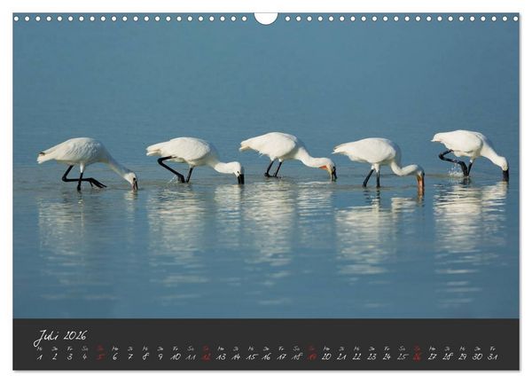 Produktbild: Natur erleben Seewinkel-Neusiedlersee (Wandkalender 2026 DIN A3 quer), CALVENDO Monatskalender