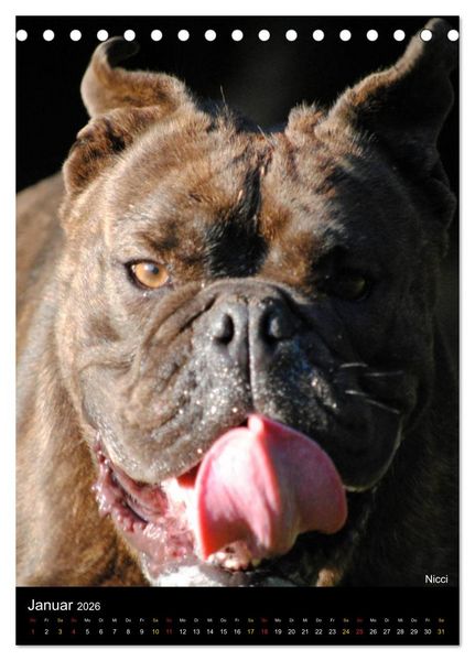 Produktbild: Bulldoggen-Gesichter (Tischkalender 2026 DIN A5 hoch), CALVENDO Monatskalender