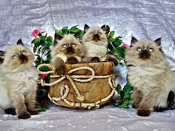 Produktbild: CALVENDO Puzzle Ein Motiv aus dem Kalender CATS IN HDR | 1000 Teile Lege-Gr&ouml;&szlig;e 64x48cm Foto-Puzzle f&uuml;r gl&uuml;ckliche Stunden