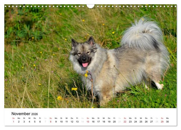 Produktbild: Der Wolfsspitz (Wandkalender 2026 DIN A3 quer), CALVENDO Monatskalender