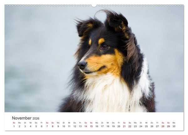 Produktbild: Shelties - Die zuckers&uuml;&szlig;en Vierbeiner. (hochwertiger Premium Wandkalender 2026 DIN A2 quer), Kunstdruck in Hochglanz