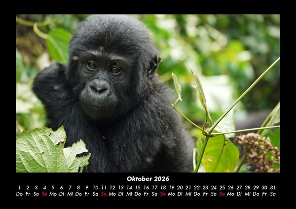 Produktbild: Welt der Affen 2026 Fotokalender DIN A3