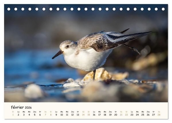 Produktbild: Chuchotements d'ailes - Une ann&eacute;e dans l'intimit&eacute; des oiseaux (Calendrier de bureau 2026 DIN A5 vertical), CALVENDO calendrier mensuel