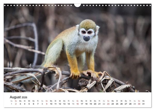 Produktbild: Mythos Amazonas - Naturparadies Brasiliens (Wandkalender 2026 DIN A3 quer), CALVENDO Monatskalender