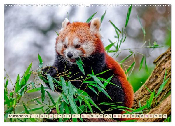 Produktbild: Kleiner Panda (hochwertiger Premium Wandkalender 2026 DIN A2 quer), Kunstdruck in Hochglanz