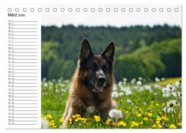 Produktbild: Deutsche Sch&auml;ferhunde - Senioren auf vier Pfoten (Tischkalender 2026 DIN A5 quer), CALVENDO Monatskalender