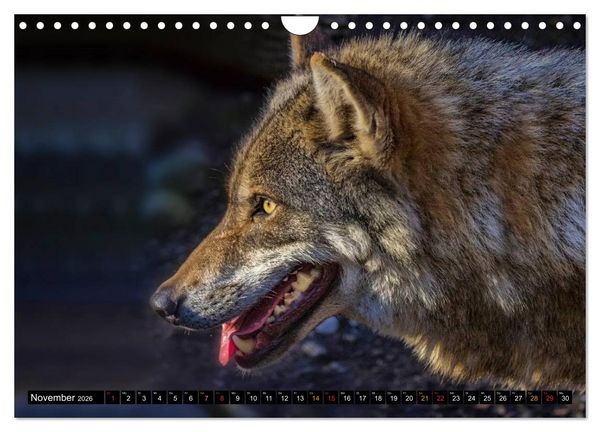 Produktbild: W&ouml;lfe - sie sind wieder da (Wandkalender 2026 DIN A4 quer), CALVENDO Monatskalender