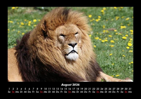 Produktbild: L&ouml;wen in der Wildnis 2026 Fotokalender DIN A3